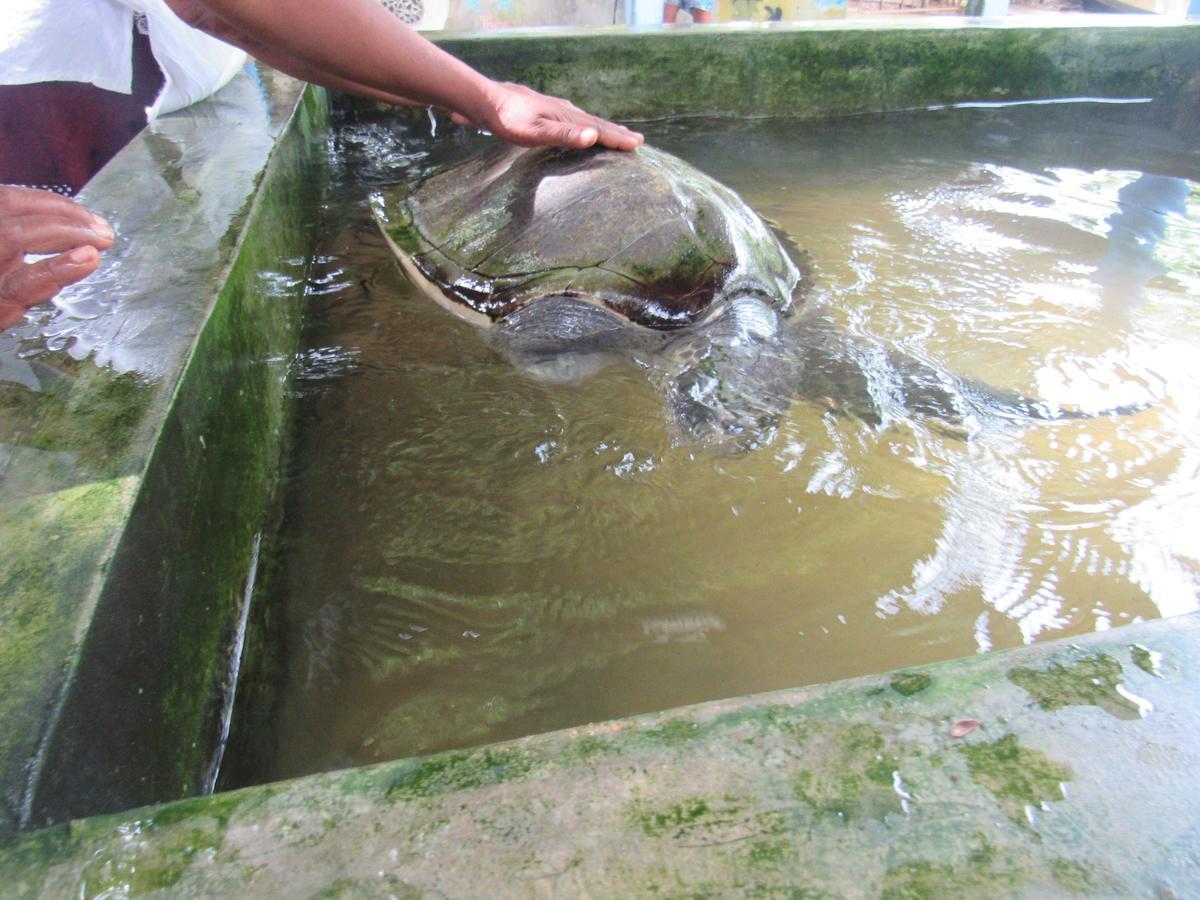 Leatherback Beach Villa อาฮังกัลลา ภายนอก รูปภาพ