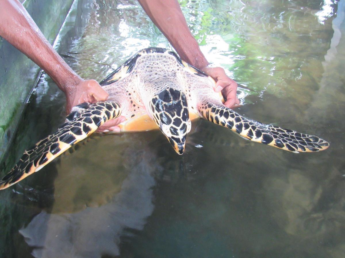 Leatherback Beach Villa อาฮังกัลลา ภายนอก รูปภาพ