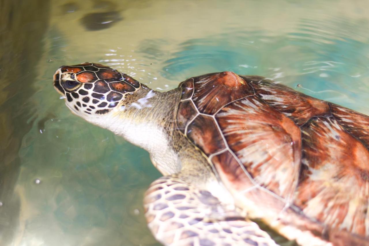 Leatherback Beach Villa อาฮังกัลลา ภายนอก รูปภาพ