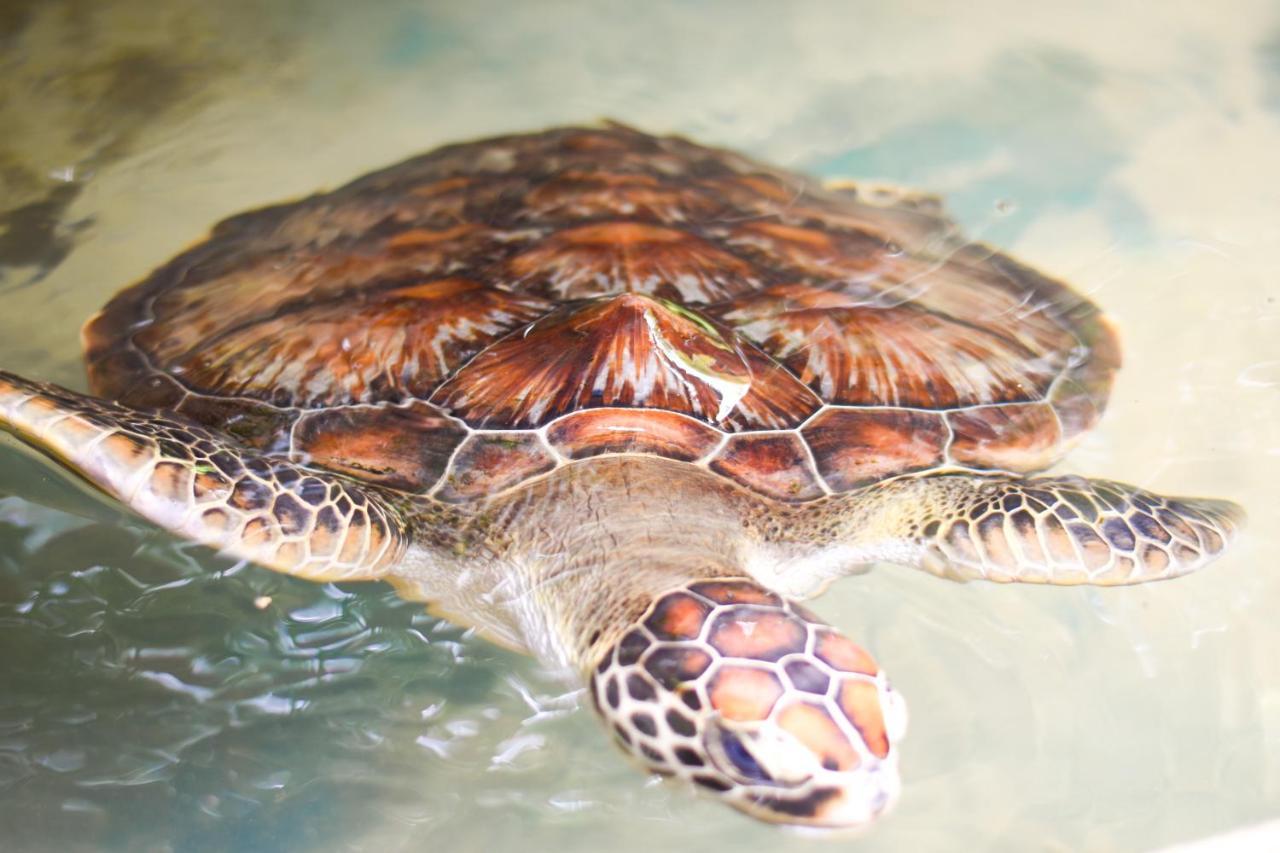 Leatherback Beach Villa อาฮังกัลลา ภายนอก รูปภาพ